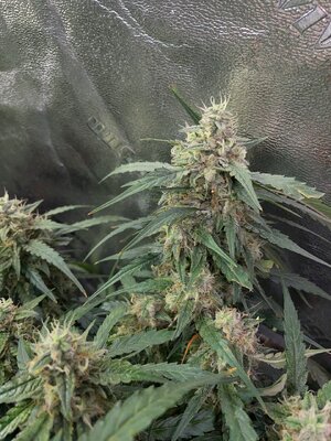 BG ends - 1.jpeg BG ends - 1.jpeg