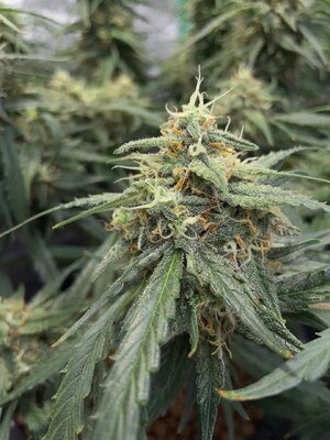 BG ends - 2.jpeg BG ends - 2.jpeg