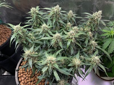 BG ends - 3.jpeg BG ends - 3.jpeg