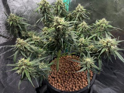 BG ends - 4.jpeg BG ends - 4.jpeg