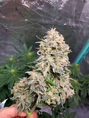 BG ends - 5.jpeg BG ends - 5.jpeg