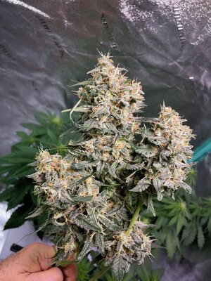 BG ends - 6.jpeg BG ends - 6.jpeg