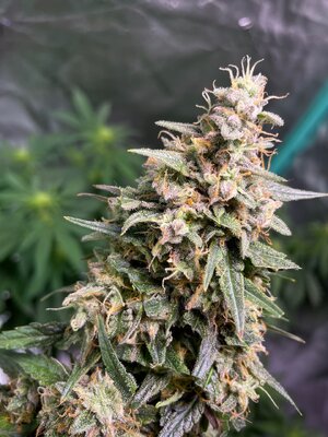 BG ends - 9.jpeg BG ends - 9.jpeg