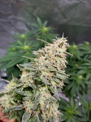 BG ends - 10.jpeg BG ends - 10.jpeg