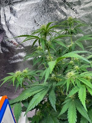 gorilla glue - 1.jpeg gorilla glue - 1.jpeg