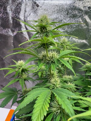 gorilla glue - 2.jpeg gorilla glue - 2.jpeg