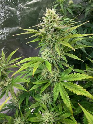 gorilla glue - 3.jpeg gorilla glue - 3.jpeg