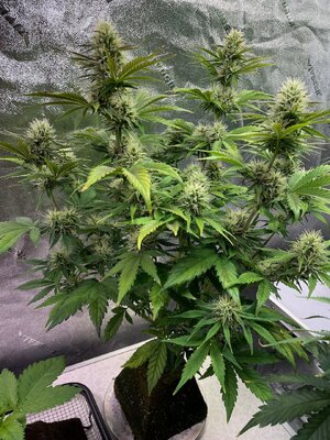 gorilla glue - 4.jpeg gorilla glue - 4.jpeg