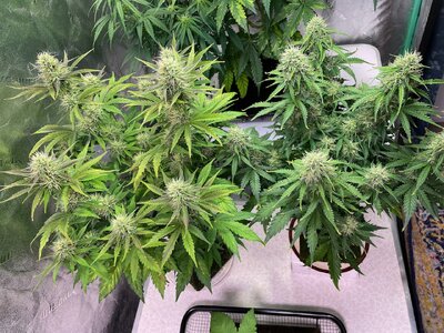 gorilla glue - 5.jpeg gorilla glue - 5.jpeg