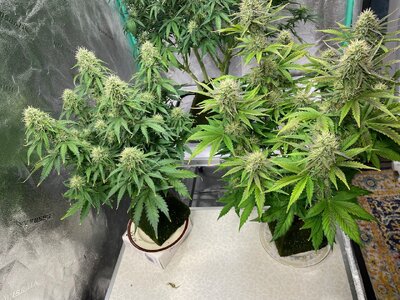 gorilla glue - 6.jpeg gorilla glue - 6.jpeg