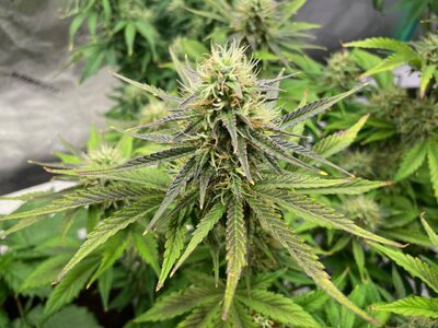 gorilla glue - 7.jpeg gorilla glue - 7.jpeg