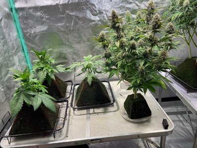 gorilla glue - 8.jpeg gorilla glue - 8.jpeg