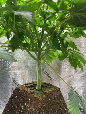 green crack - 1.jpeg green crack - 1.jpeg