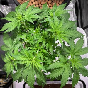 green crack - 2.jpeg green crack - 2.jpeg