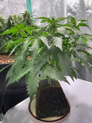 green crack - 3.jpeg green crack - 3.jpeg