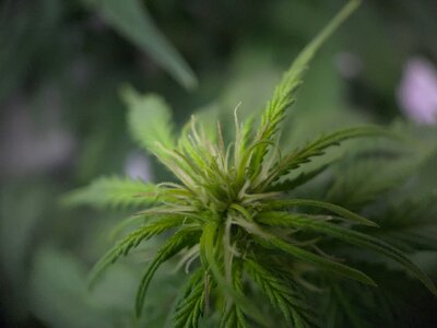 green crack - 4.jpeg green crack - 4.jpeg