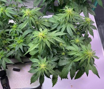 green crack - 5.jpeg green crack - 5.jpeg