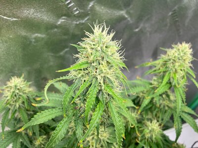 green crack - 7.jpeg green crack - 7.jpeg