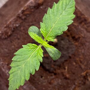 BPP - 3.jpeg BPP - 3.jpeg