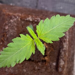 BPP - 4.jpeg BPP - 4.jpeg