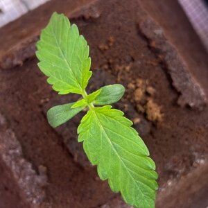 BPP - 5.jpeg BPP - 5.jpeg