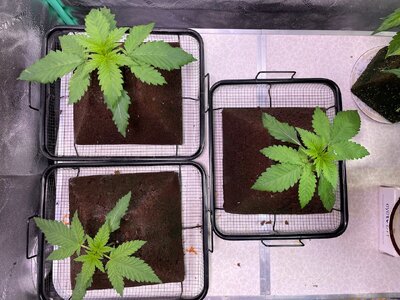 BPP - 9.jpeg BPP - 9.jpeg