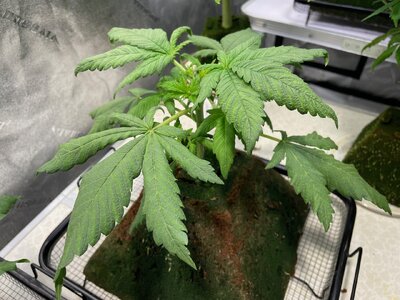 BPP - 13.jpeg BPP - 13.jpeg