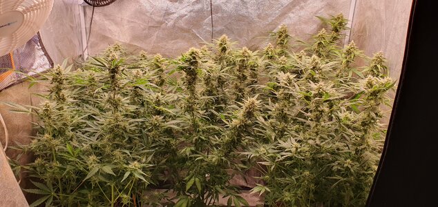 20240522_091722.jpg 20240522_091722.jpg