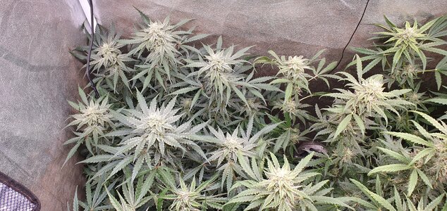 20240522_091742.jpg 20240522_091742.jpg