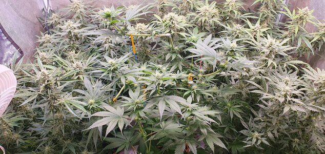 20240522_092127.jpg 20240522_092127.jpg