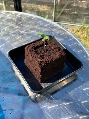 445654459_1173118717376605_4258380578815893651_n.jpg 445654459_1173118717376605_4258380578815893651_n.jpg