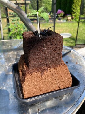 440738247_1149619366155821_6655838965858063548_n.jpg 440738247_1149619366155821_6655838965858063548_n.jpg