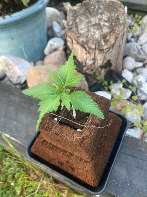 440733799_1492778191662448_4269475383232808847_n.jpg 440733799_1492778191662448_4269475383232808847_n.jpg