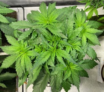 bpp - 1 (3).jpeg bpp - 1 (3).jpeg