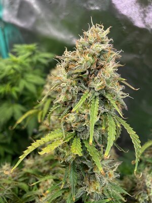 june2 - 1.jpeg june2 - 1.jpeg