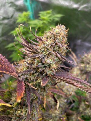 june2 - 2.jpeg june2 - 2.jpeg