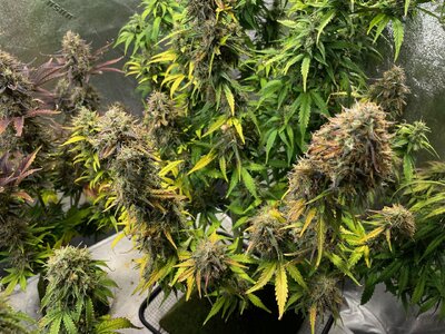 june2 - 3.jpeg june2 - 3.jpeg