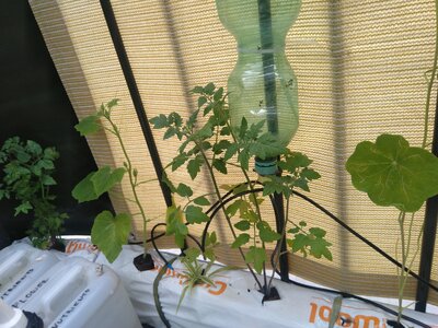 IMG_20240608_084136.jpg IMG_20240608_084136.jpg