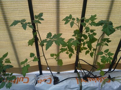 IMG_20240608_084123.jpg IMG_20240608_084123.jpg