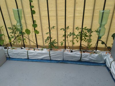 IMG_20240608_084042.jpg IMG_20240608_084042.jpg