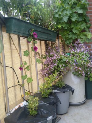 IMG_20240608_090244.jpg IMG_20240608_090244.jpg