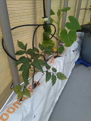 IMG_20240608_090858.jpg IMG_20240608_090858.jpg