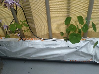 IMG_20240608_090841.jpg IMG_20240608_090841.jpg