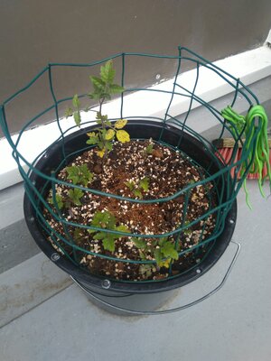 IMG_20240608_090831.jpg IMG_20240608_090831.jpg