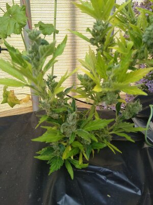 IMG_20240608_090941.jpg IMG_20240608_090941.jpg