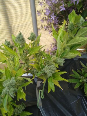 IMG_20240608_090929.jpg IMG_20240608_090929.jpg