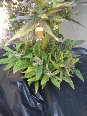 IMG_20240608_090923.jpg IMG_20240608_090923.jpg