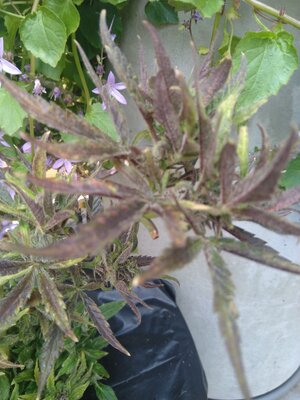 IMG_20240608_090918.jpg IMG_20240608_090918.jpg