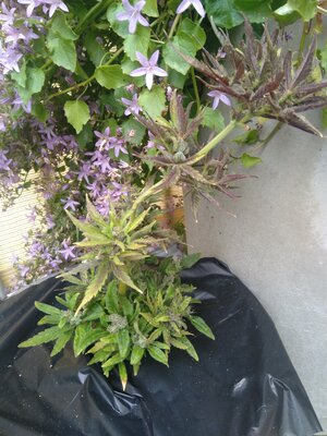 IMG_20240608_090213.jpg IMG_20240608_090213.jpg