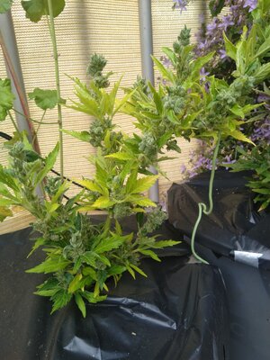 IMG_20240608_090207.jpg IMG_20240608_090207.jpg